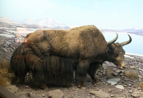 Wild Yak reference