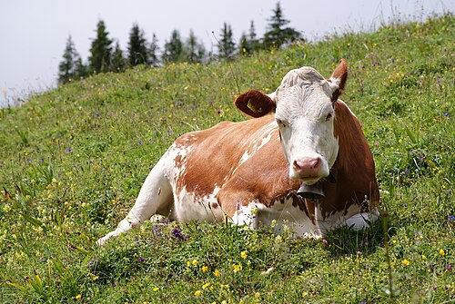 Taurine Cattle reference