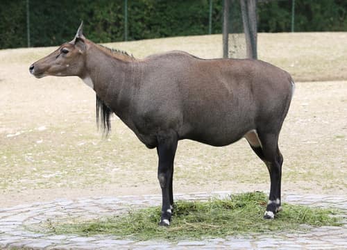 Nilgai reference