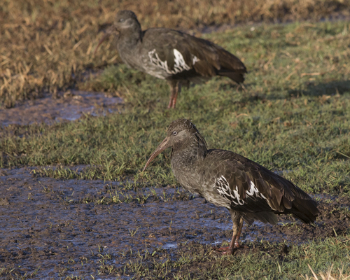 Wattled Ibis reference