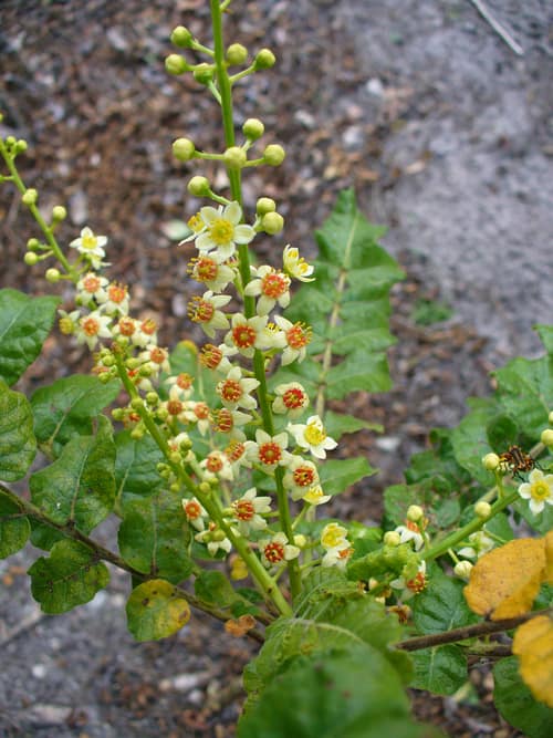 Frankincense Tree reference