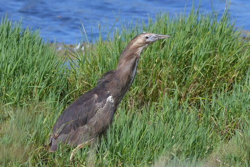 Australasian Bittern reference