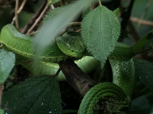 Side-striped Palm Pitviper reference
