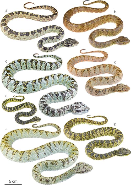 Eyelash Viper reference