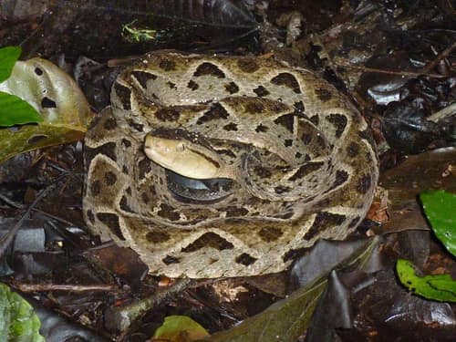 Terciopelo reference