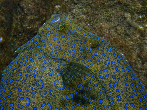 Flowery Flounder reference