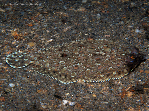 Eyed Flounder reference
