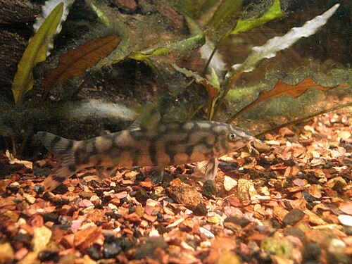Yoyo Loach reference