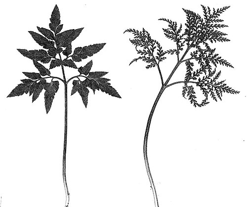 Cut-leaved Grape Fern reference