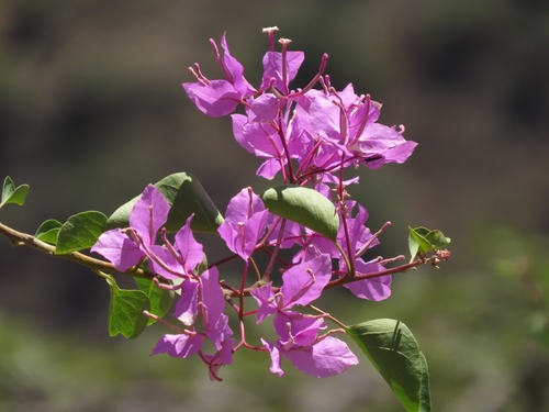 Peruvian Bougainvillea reference