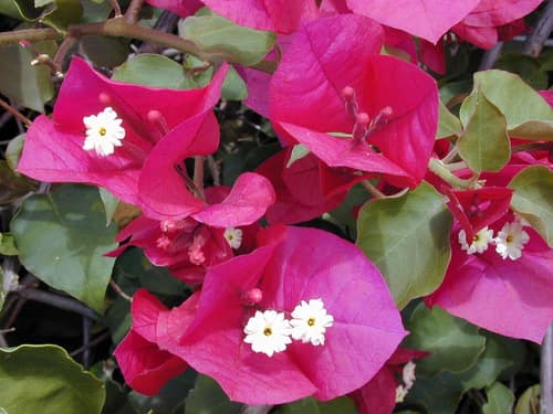 Great Bougainvillea reference