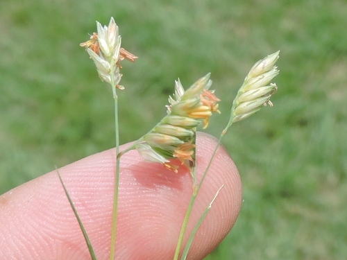 Buffalograss reference