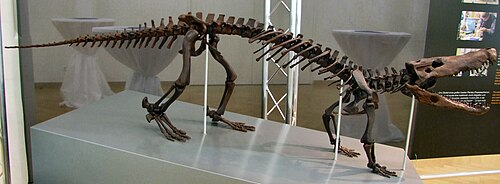 Boverisuchus magnifrons reference