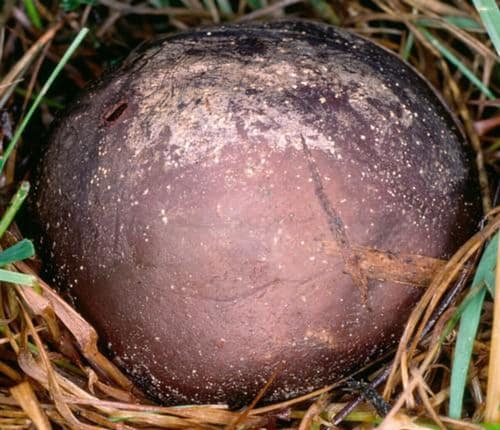 Black Puffball reference