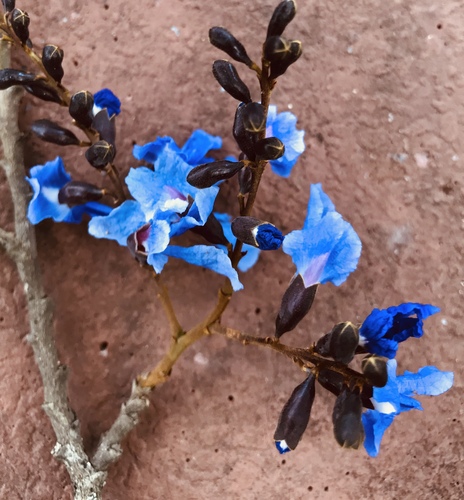 Bowdichia virgilioides reference