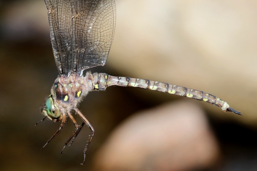 Ocellated Darner reference