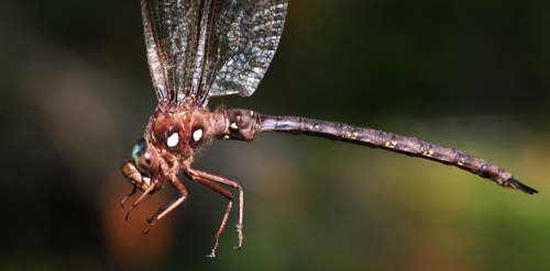 Fawn Darner reference