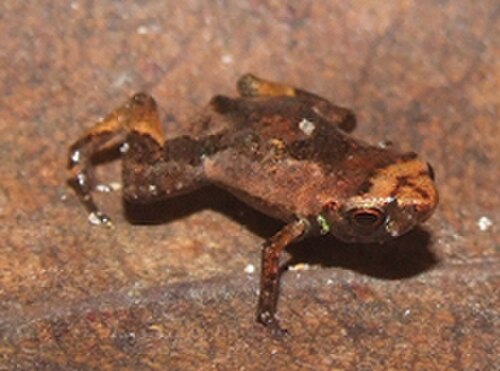 Brazilian Flea Toad reference