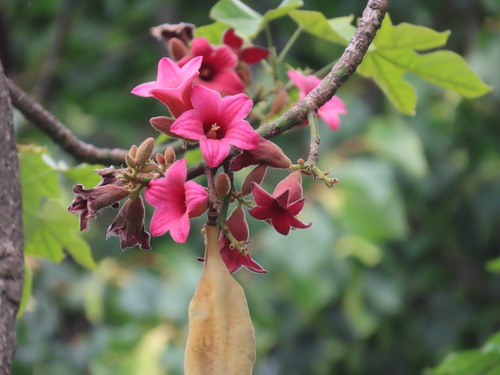 Lacebark Tree reference