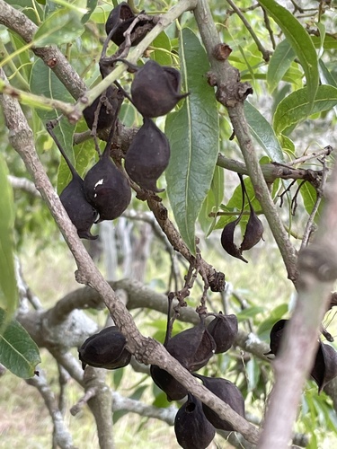Queensland Bottle Tree reference