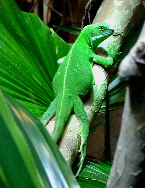 Fijian Crestless Iguana reference