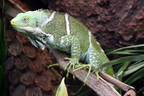 Fiji Crested Iguana reference
