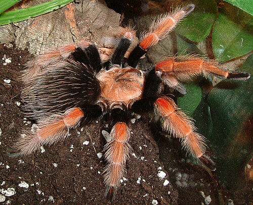 Mexican Fireleg Tarantula reference