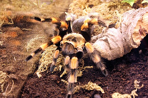 Mexican Redknee Tarantula reference