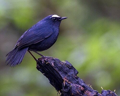 Himalayan Shortwing reference