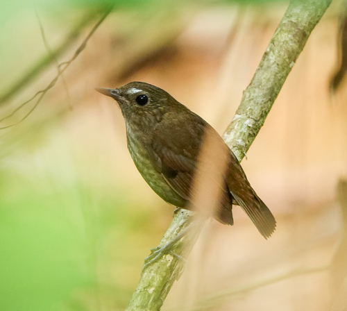 Lesser Shortwing reference