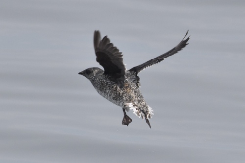 Kittlitz's Murrelet reference