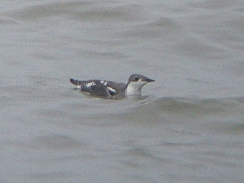 Long-billed Murrelet reference