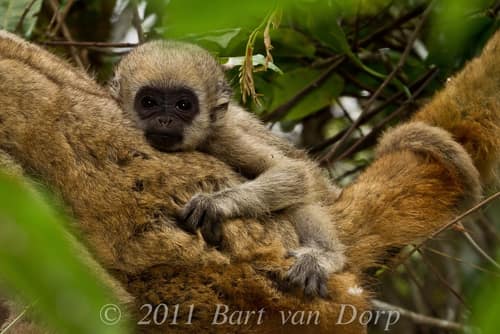 Northern Muriqui reference