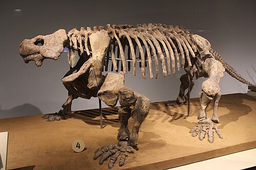 Bradysaurus reference