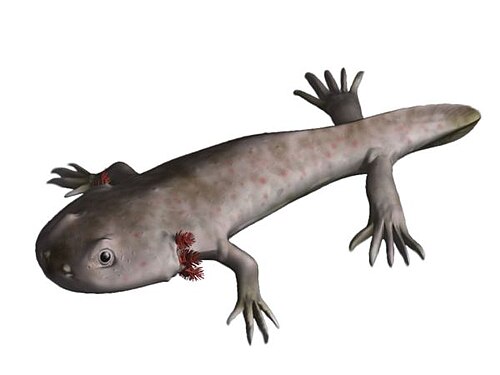 Branchiosaurus reference