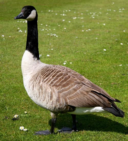 Canada Goose reference
