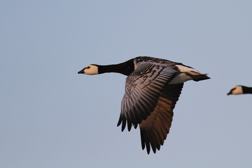 Barnacle Goose reference