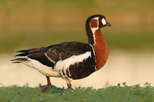Red-breasted Goose reference