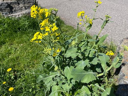 Rapeseed reference