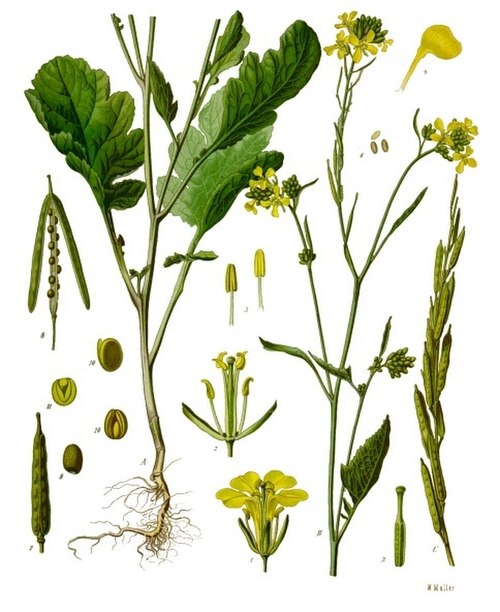 Black Mustard reference