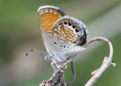 Western Pygmy-Blue reference