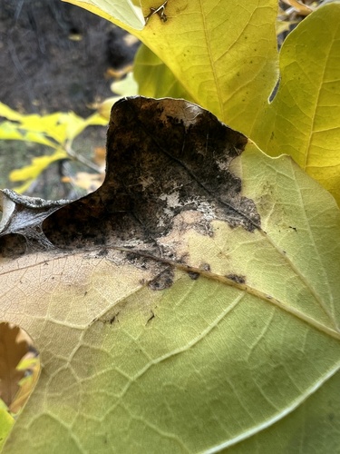 Oak Wilt Fungus reference