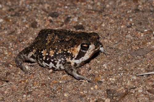 Bushveld Rain Frog reference