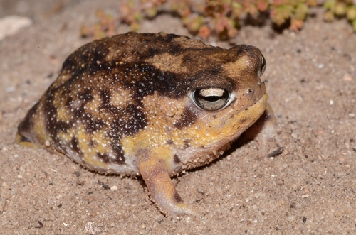 Namaqua Rain Frog reference
