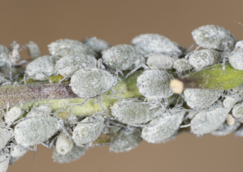 Cabbage Aphid reference