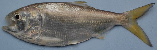 Gulf Menhaden reference
