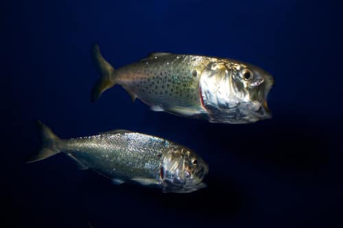 Atlantic Menhaden reference
