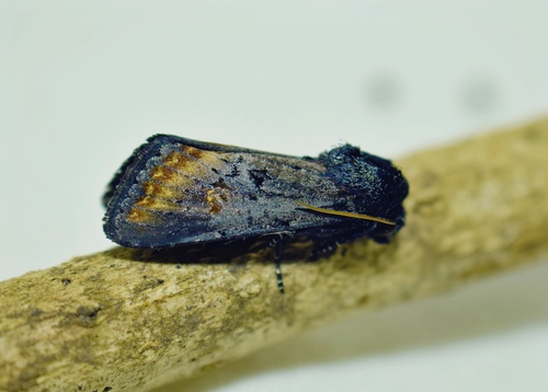 Amaryllis Borer reference