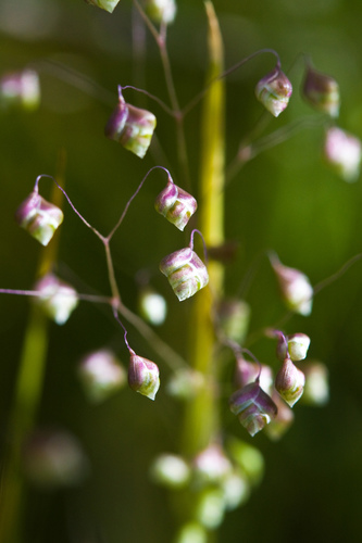 Little Quaking Grass reference