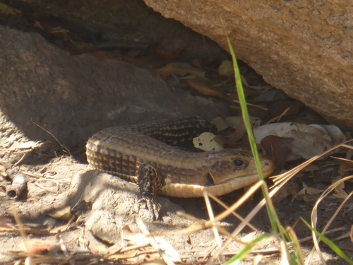 Rough-scaled Plated Lizard reference